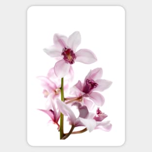 White and pink orchids Sticker